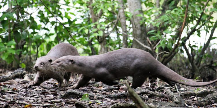 Mammal population goes up in Bhitarkanika