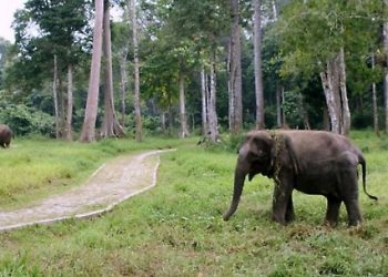 One killed, two hurt in elephant attack