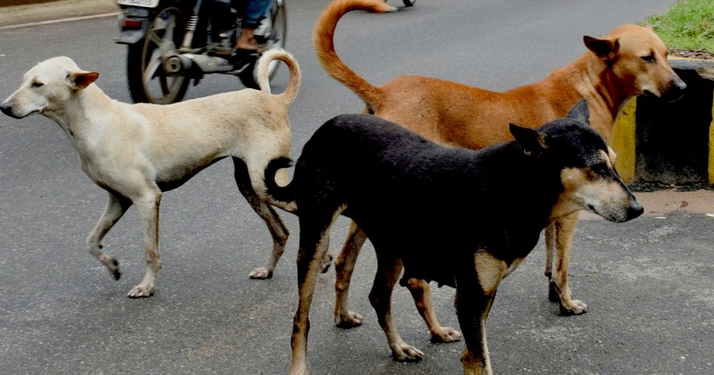 Stray dogs near Khandagiri