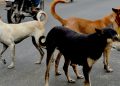 Stray dogs near Khandagiri
