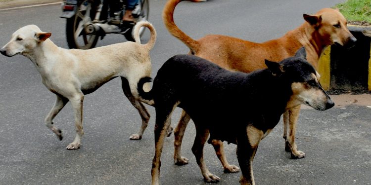 Stray dogs near Khandagiri