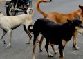 Stray dogs near Khandagiri