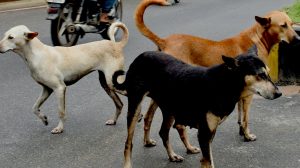 Stray dogs near Khandagiri