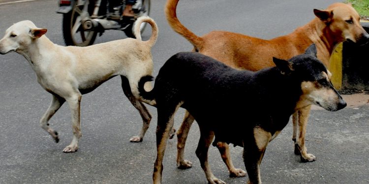 Stray dogs near Khandagiri