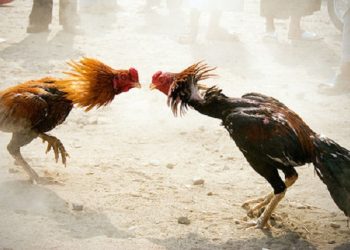 cock fight
