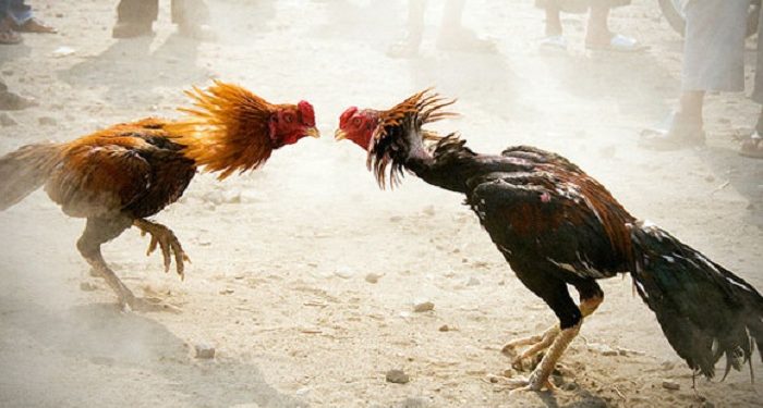 cock fight
