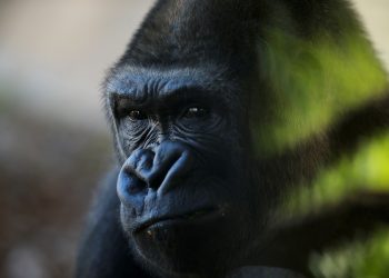 A gorilla is pictured through protective glass as he looks on in his enclosure, in southern Spain, June 2018.  (REUTERS)