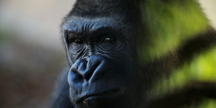 A gorilla is pictured through protective glass as he looks on in his enclosure, in southern Spain, June 2018.  (REUTERS)