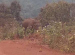 Tusker attack
