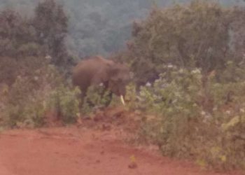 Odisha: Man killed in jumbo attack