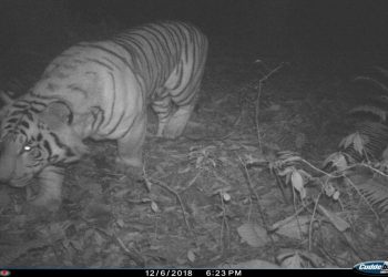 History has been created with the first-ever camera footage of the Bengal Tiger (Panthera tigris tigris) and the Snow Leopard (Panthera uncia) roaming the forests of the Pangolakha Wildlife Sanctuary, East Sikkim. (Divisional Forest Officer, East Wildlife Division)
