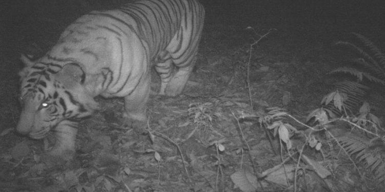 History has been created with the first-ever camera footage of the Bengal Tiger (Panthera tigris tigris) and the Snow Leopard (Panthera uncia) roaming the forests of the Pangolakha Wildlife Sanctuary, East Sikkim. (Divisional Forest Officer, East Wildlife Division)