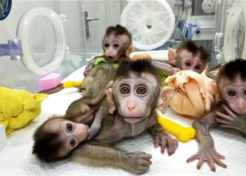 Zhong Zhong and Hua Hu were the first cloned monkeys born in China at the end of 2017