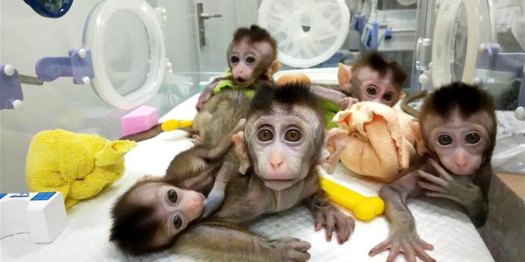 Zhong Zhong and Hua Hu were the first cloned monkeys born in China at the end of 2017