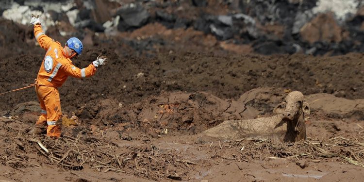 Rescue work try to reach a cow that is stuck in a field of mud, two days after a dam collapse in Brumadinho, Brazil, Sunday, Jan. 27, 2019. Brazilian officials on Sunday suspended the search for potential survivors of a dam collapse that has killed at least 40 people amid fears that another nearby dam owned by the same company was also at risk of breaching. (AP)