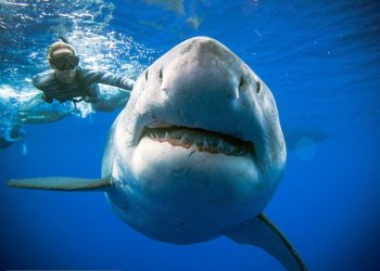 Diver Ocean Ramsey swims next to a female great white shark off the coast of Oahu, Hawaii on January 15, 2019. (AFP)