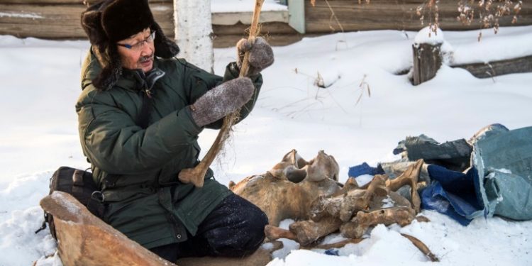 Prokopy Nogovitsyn shows part of a mammoth skeleton in the backyard of his house in a village in the northern Siberian region of Yakutia (AFP)