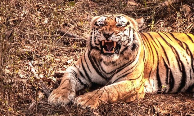 Close up of an impressive Bengal tiger showing its fangs, Kanha National Park (Representational image)
