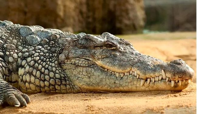 the around 130-year-old crocodile, whom they had fondly named as 'Gangaram', was next to God (Representative)