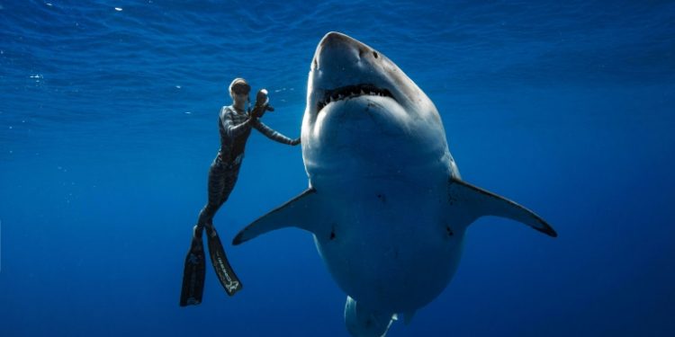 Diver Ocean Ramsey (@oceanramsey) swims next to a female great white shark off the coast of Oahu, Hawaii January 15, 2019. (AFP)