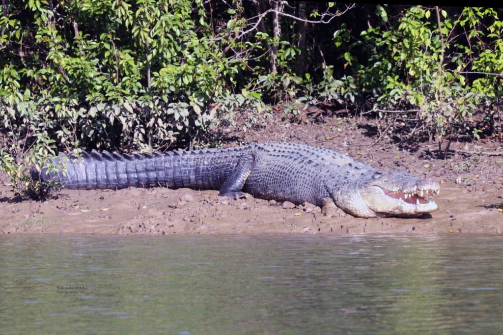 Crocodile census: Bhitarkanika shut for visitors from today