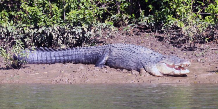 Crocodile census: Bhitarkanika shut for visitors from today