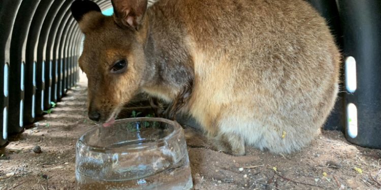 Rock wallabies have been given ice to lick at the zoo