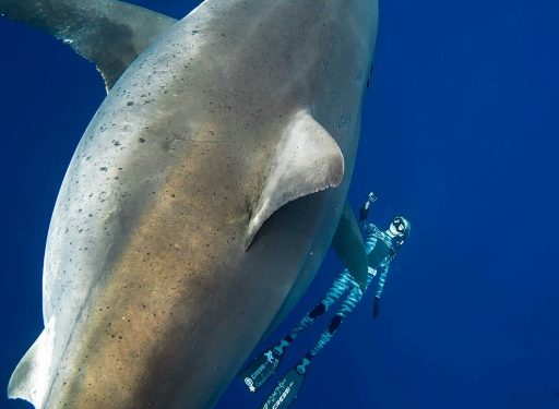 Diver Ocean Ramsey (@oceanramsey) swims next to a female great white shark off the coast of Oahu, Hawaii on January 15, 2019. (AFP)