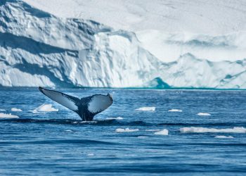 Greenland ice melt reaching 'tipping point': Study