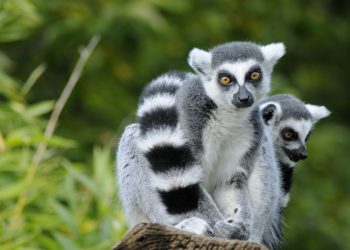 Ring tailed Lemur (Twitter)