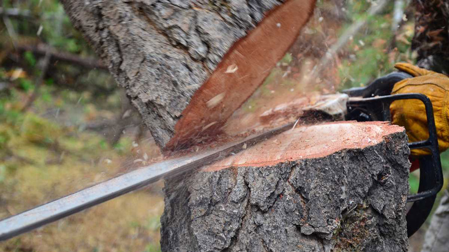 Tree cutting in Odisha