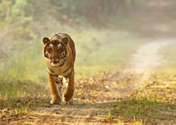 Tiger sighting at Dudhwa Tiger Reserve (Image source: Official Website)