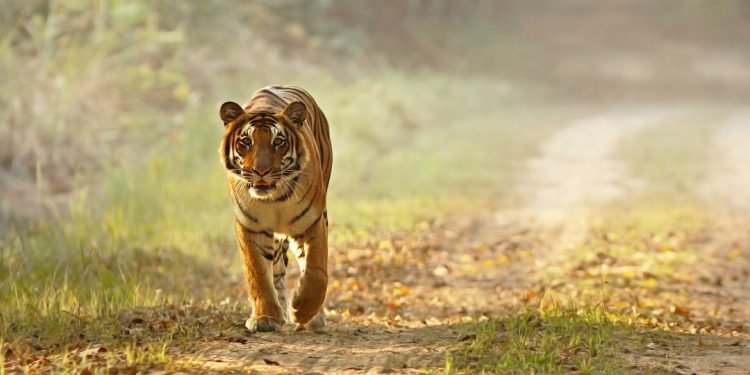 Tiger sighting at Dudhwa Tiger Reserve (Image source: Official Website)