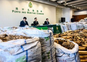 Hong Kong customs seized 8,300 kilos of pangolin scales, the latest huge haul to underscore the city's central role in the lucrative and booming illegal wildlife trade (AFP)