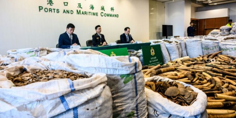 Hong Kong customs seized 8,300 kilos of pangolin scales, the latest huge haul to underscore the city's central role in the lucrative and booming illegal wildlife trade (AFP)