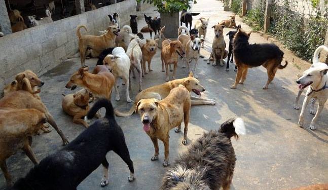 Rabies-free Bhubaneswar by '2025': BMC locks deadline without data