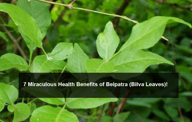 Health benefits of Bilva leaves - OrissaPOST Health benefits of Bilva leaves - OrissaPOST