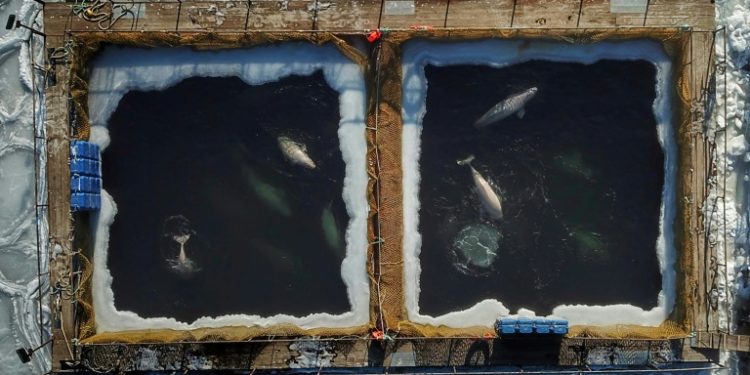 Captured marine mammals seen from above in enclosures at a holding facility in Srednyaya Bay in the Far Eastern town of Nakhodka (AFP)