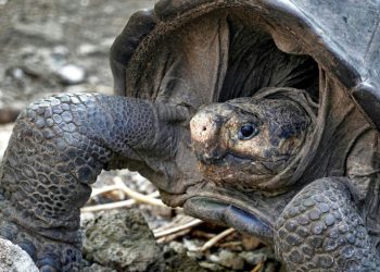 The Fernandina Giant Tortoise was thought to have become extinct more than 100 years ago until this adult female was discovered by conservationists on the Galapagos island of Fernandina February 17, 2019 (AFP)