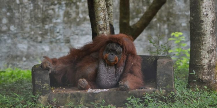India’s only orangutan
