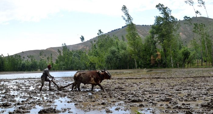 Farmer tills his land. (Photo: IANS)