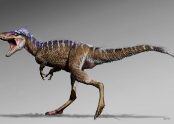 The new dinosaur Moros intrepidus, whose name means "harbinger of doom", is the earliest member of the Tyrannosaur family yet identified on the North American continent. (AFP)