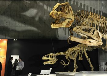 Dinosaur skeletons on display at Tokyo's Science Museum (AFP)