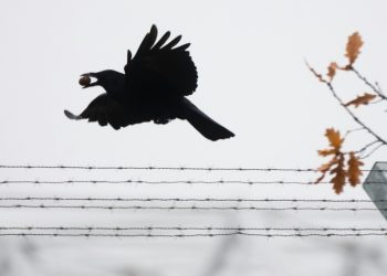 Crows are one of the few animals apart from humans that manufacture their own tools