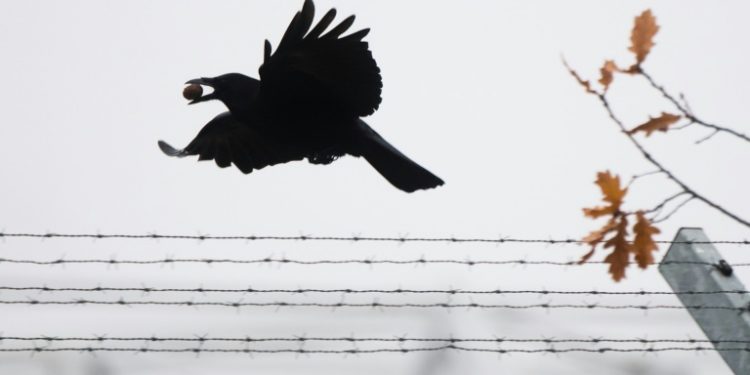 Crows are one of the few animals apart from humans that manufacture their own tools