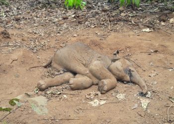 Elephant calf found dead