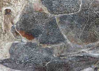 518 million years old soft tissues found in China