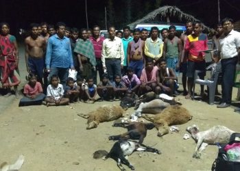 The villagers sit near the carcasses of their cattle