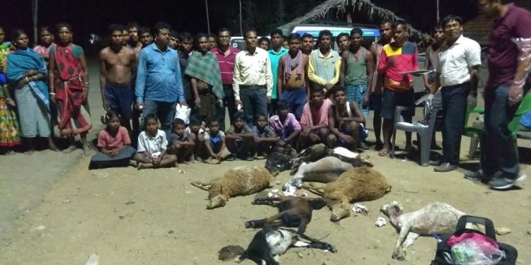 The villagers sit near the carcasses of their cattle