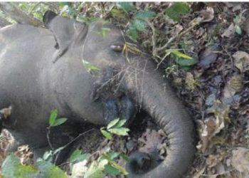 Three poachers arrested